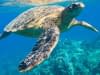 Meet sea turtle snorkeling in the caribbean sea on sailing cruise