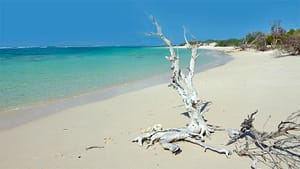 Wonderful white beaches with driftwood 2023