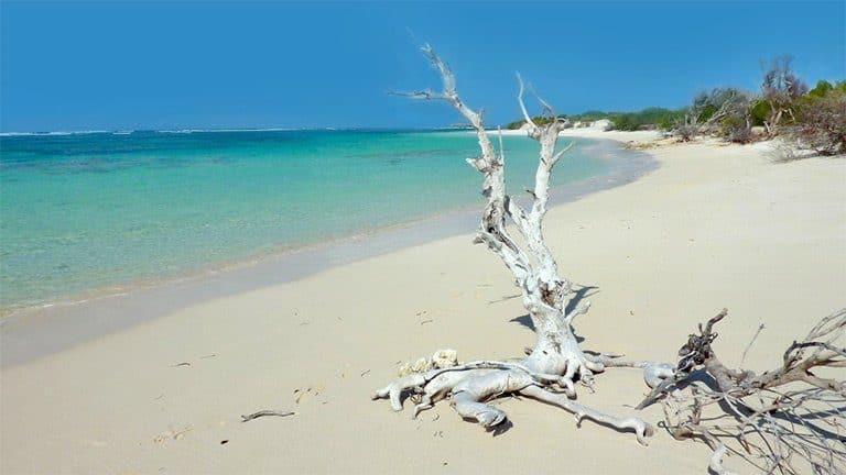 Wonderful white beaches with driftwood