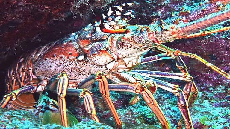 Langosta caribeña