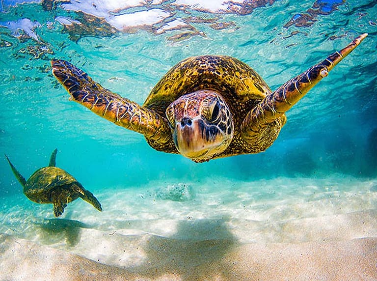 Nager avec les tortues