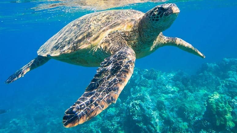 Conozca el esnórquel de tortugas marinas en el mar caribe en un crucero a vela