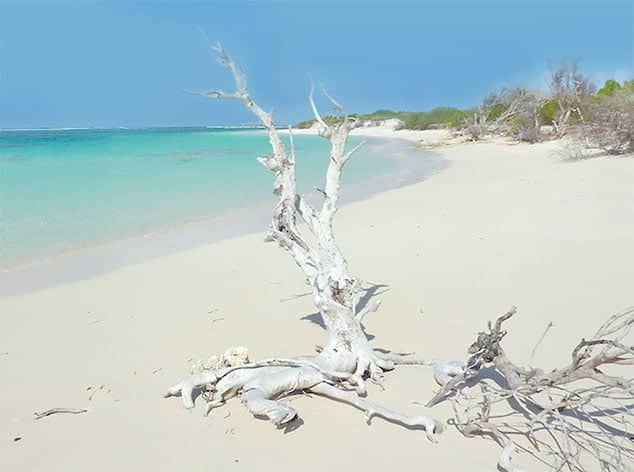 Bois flotté sur les plages isolées d'Anegadas